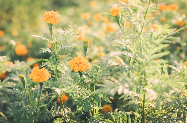 Ringelblumen oder Tagetes erecta Blume — Stockfoto