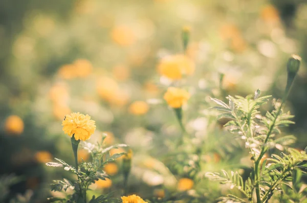 Měsíčky nebo tagetes erecta květ — Stock fotografie