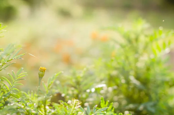 Marigolds or Tagetes erecta flower — Stock Photo, Image