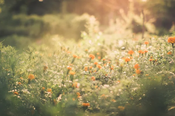 Caléndulas o Tagetes flor erecta — Foto de Stock