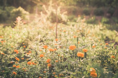 marigolds veya tagetes erecta çiçek