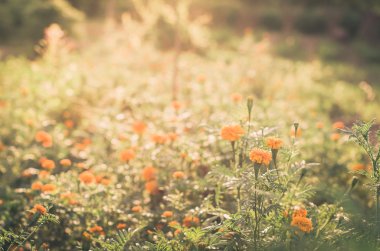 marigolds veya tagetes erecta çiçek