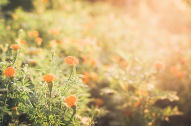 marigolds veya tagetes erecta çiçek