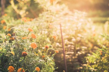 marigolds veya tagetes erecta çiçek