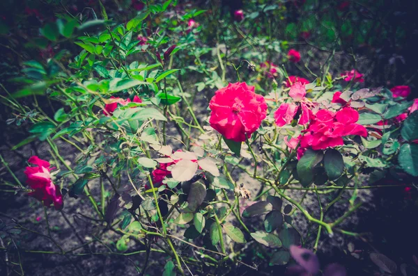 粉红玫瑰花 — 图库照片