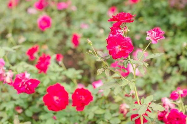 红玫瑰鲜花 — 图库照片