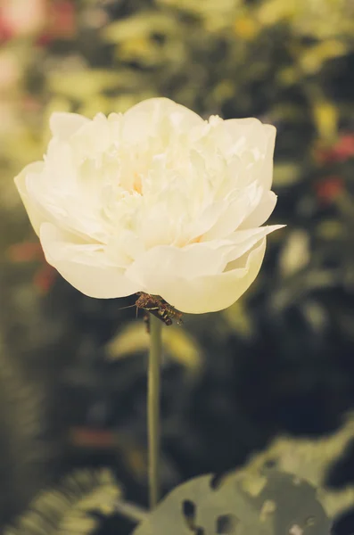 Lotus blanc ou nénuphar — Photo