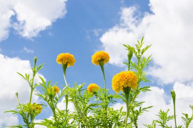 marigolds veya tagetes erecta çiçek