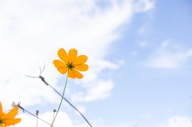 Sarı cosmos çiçek