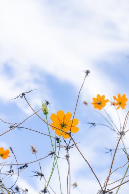 Sarı cosmos çiçek