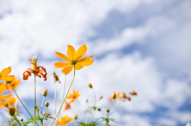 Sarı cosmos çiçek