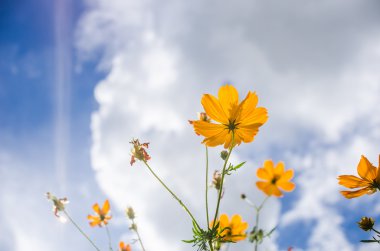 Sarı cosmos çiçek