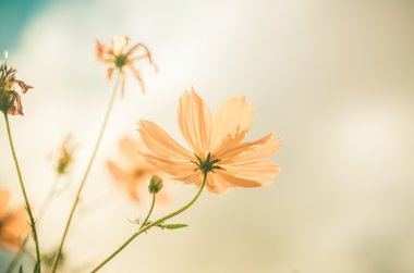 Sarı cosmos çiçek vintage