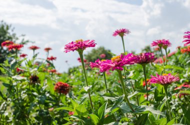 Zinnia çiçeği ve mavi gökyüzü