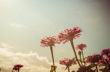 Zinnia çiçeği ve mavi gökyüzü vintage