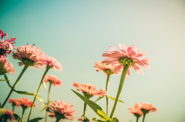 Zinnia çiçeği ve mavi gökyüzü vintage