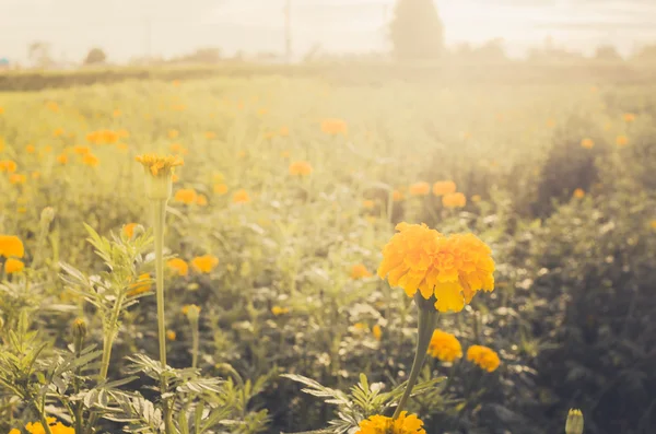 Calendule o Tagete erecta fiore — Foto Stock