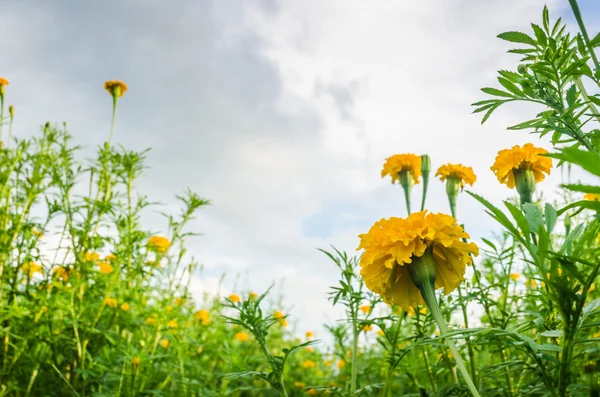 Caléndulas o Tagetes flor erecta —  Fotos de Stock