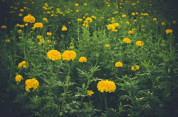 Caléndulas o Tagetes flor erecta — Foto de Stock