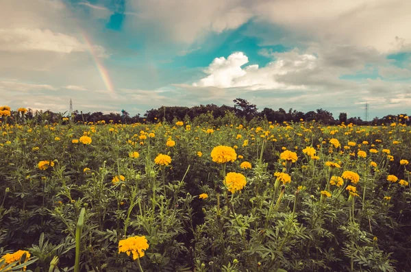 Marigolds eller Tagetes erecta blomst – stockfoto