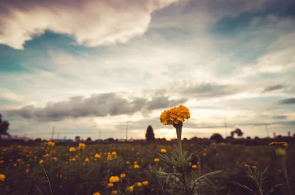 Calendule o Tagete erecta fiore — Foto Stock