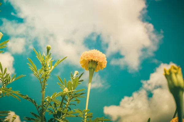 Ringelblumen oder Tagetes erecta Blume Jahrgang — Stockfoto