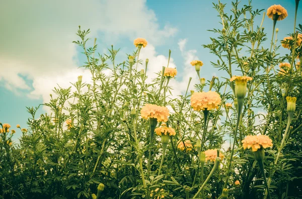 Caléndulas o Tagetes flor erecta vendimia —  Fotos de Stock