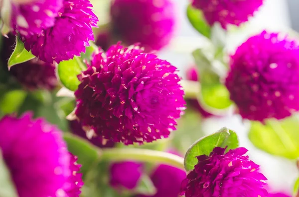 Globe Amaranth or Bachelor Button flower — Stock Photo, Image