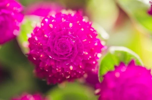 Globe Amaranth or Bachelor Button flower — Stock Photo, Image