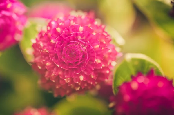 Globe Amaranth or Bachelor Button flower vintage color — Stock Photo, Image
