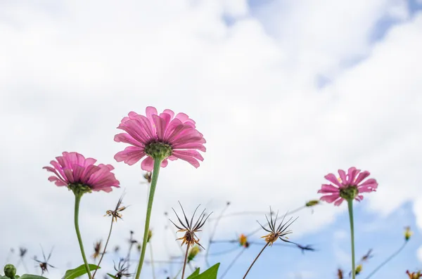 Ζίννια λουλούδι και μπλε ουρανό — Φωτογραφία Αρχείου