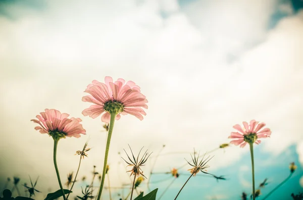 Zinnia Blume und blauer Himmel — Stockfoto