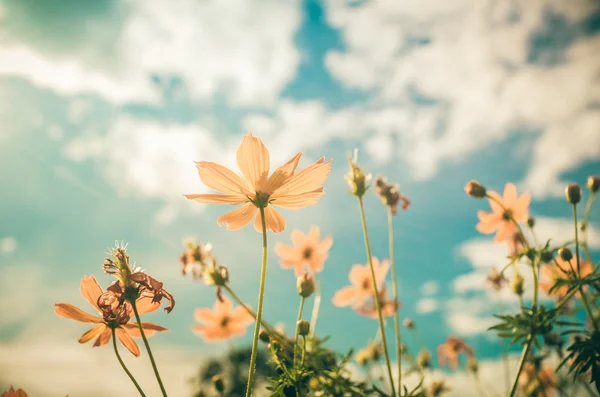 Gelbe Kosmos Blume Jahrgang — Stockfoto