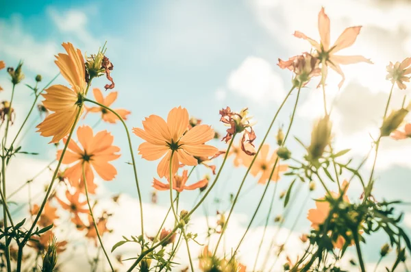 Gelbe Kosmos Blume Jahrgang — Stockfoto