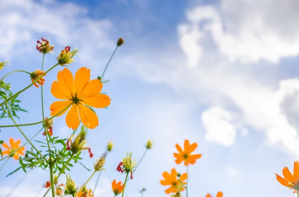 Flor amarilla Cosmos —  Fotos de Stock