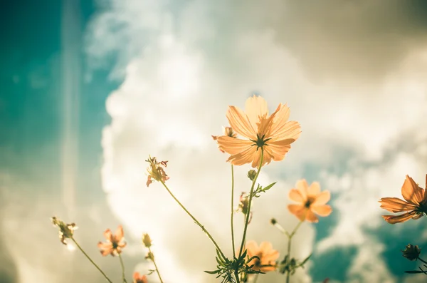 Gelbe Kosmos Blume Jahrgang — Stockfoto