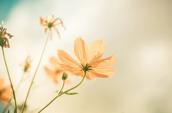 Yellow Cosmos flower vintage — Stock Photo, Image