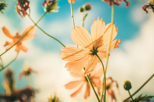 Gele kosmos bloem vintage — Stockfoto