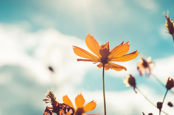 Amarelo Cosmos flor vintage — Fotografia de Stock