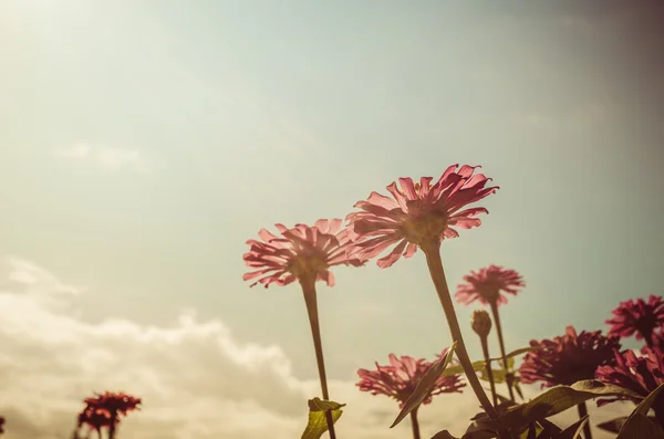 Cynia kwiat i niebieski niebo vintage — Zdjęcie stockowe