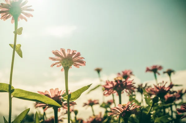 Zinnia bloem en blauwe hemel vintage — Stockfoto