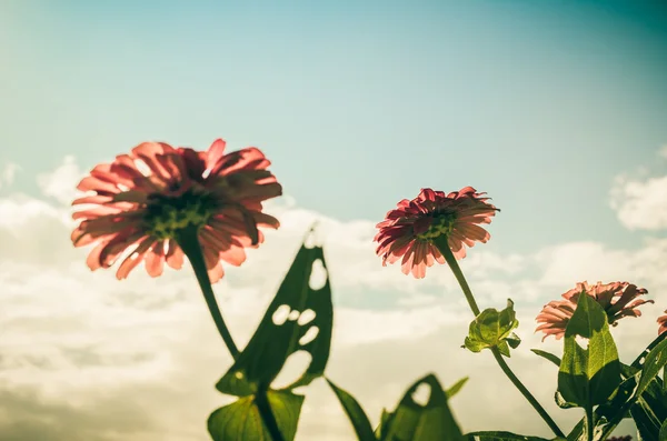 Zinnia bloem en blauwe hemel vintage — Stockfoto