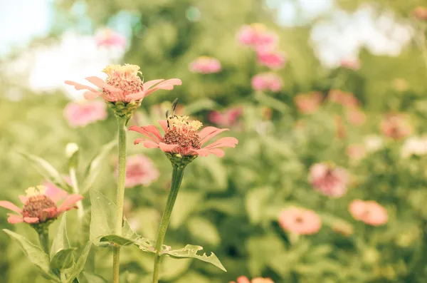 百日草の花ヴィンテージ — ストック写真