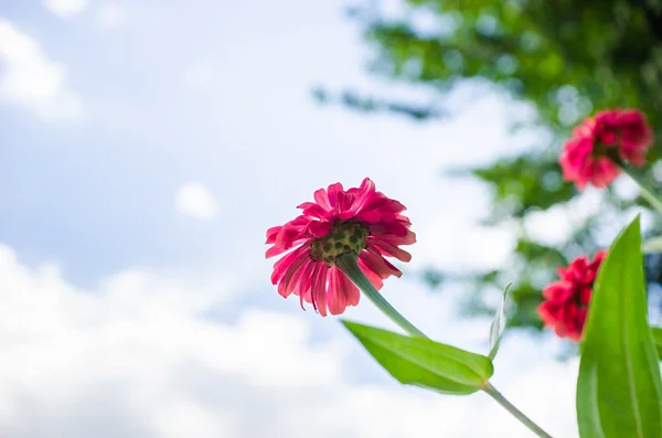 Zinnia Blume und blauer Himmel — Stockfoto