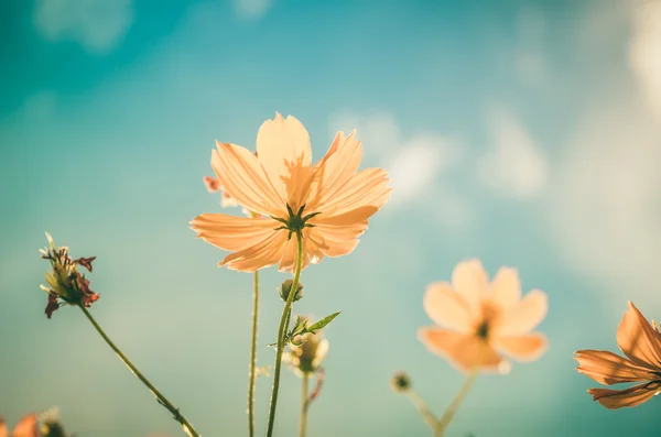 Amarelo Cosmos flor vintage Fotos De Bancos De Imagens Sem Royalties