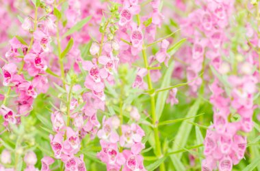 aslanağzı majus, aslanağızları ya da ejderha çiçek