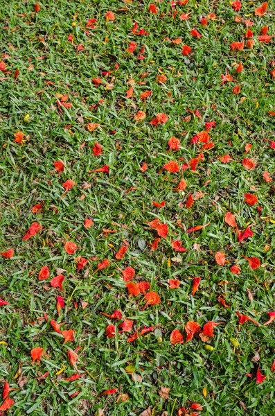 Fleur rouge sur herbe — Photo