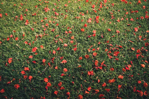 Flor vermelha na grama vintage — Fotografia de Stock