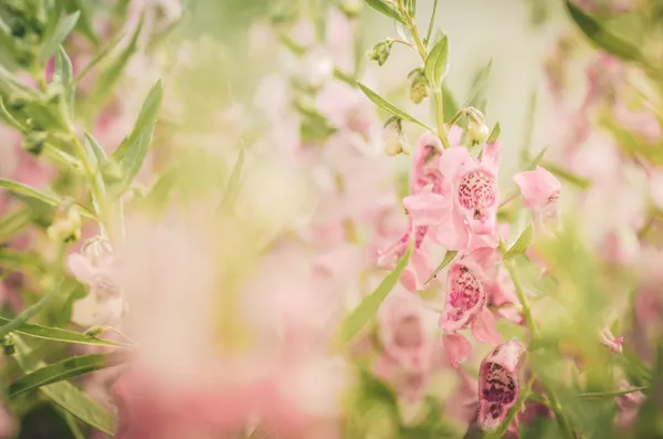 Antirrhinum majus o Snapdragons o Dragon flores vendimia — Foto de Stock