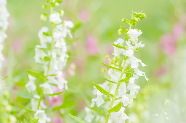 Antirrhinum majus или Snapdragons или цветы Dragon — стоковое фото